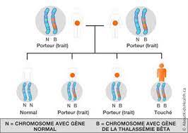 génétique thalassémie