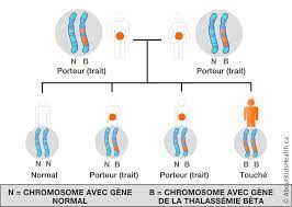 thalassemie genetique