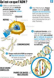génome