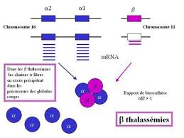 alpha thalassémie et drépanocytose