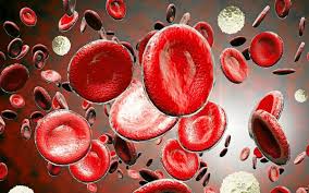 transfusion globules blancs