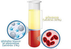 sang plasma