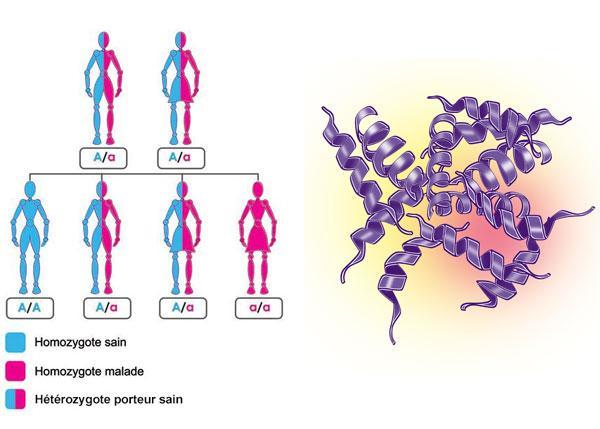 maladie beta thalassemie