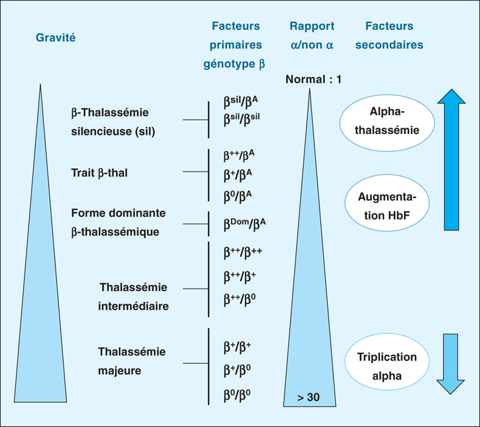 abonnements pour des bulletins d information sur la thalassémie