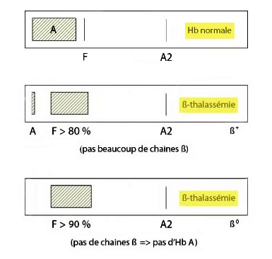 associations de thalassémie