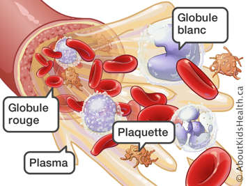 don de sang globule