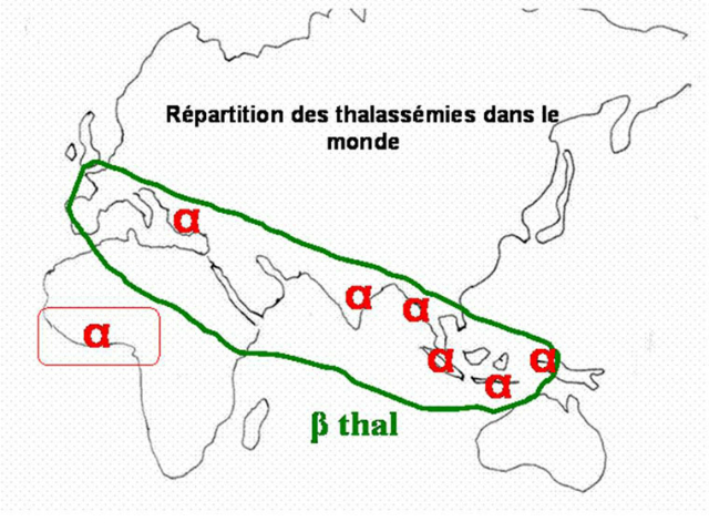 dans la thalassémie
